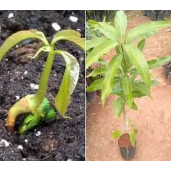 Kesar Mango Plants 